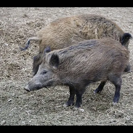 Your In In The Harz Mountains *